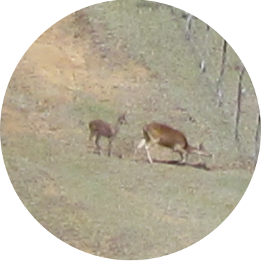 deer
